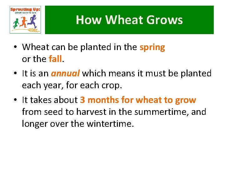 How Wheat Grows • Wheat can be planted in the spring or the fall.