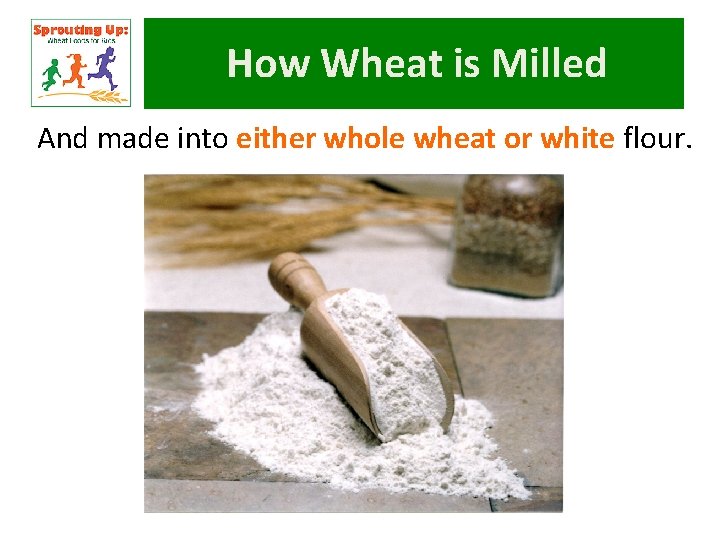 How Wheat is Milled And made into either whole wheat or white flour. 