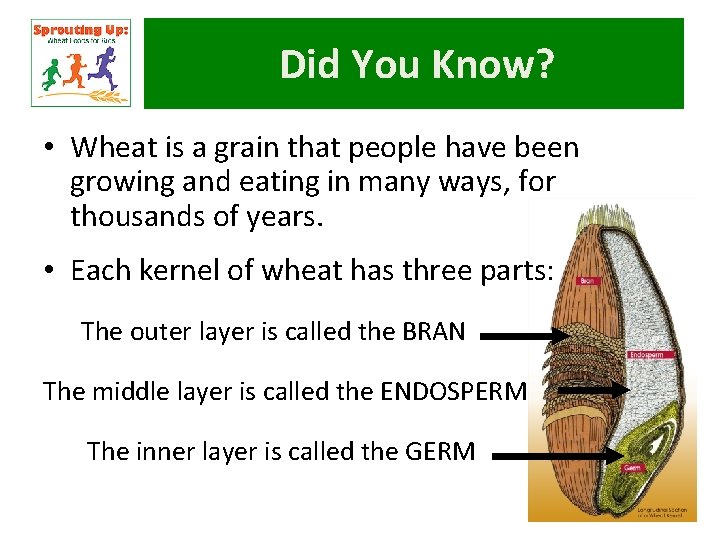Did You Know? • Wheat is a grain that people have been growing and