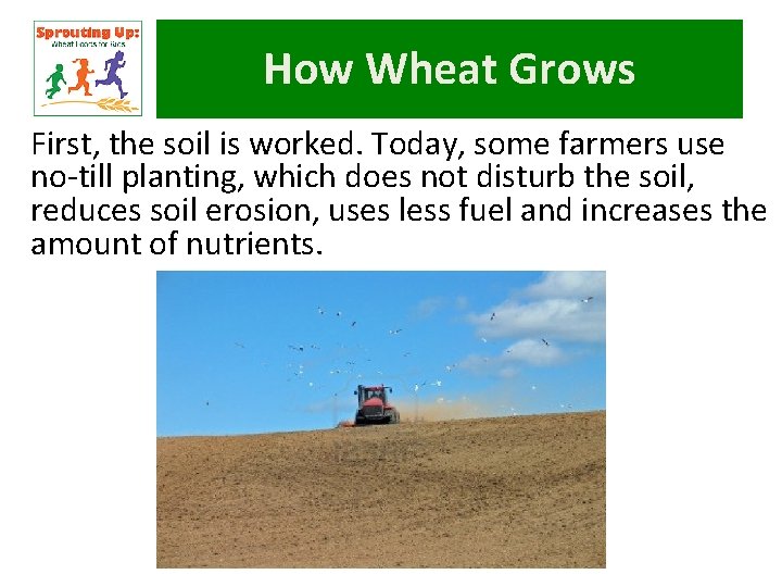 How Wheat Grows First, the soil is worked. Today, some farmers use no-till planting,