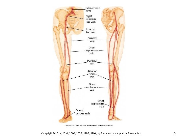 Copyright © 2014, 2010, 2006, 2002, 1998, 1994, by Saunders, an imprint of Elsevier
