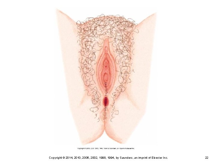 Copyright © 2014, 2010, 2006, 2002, 1998, 1994, by Saunders, an imprint of Elsevier
