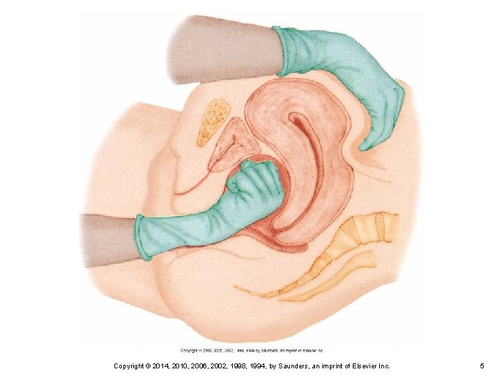 Copyright © 2014, 2010, 2006, 2002, 1998, 1994, by Saunders, an imprint of Elsevier
