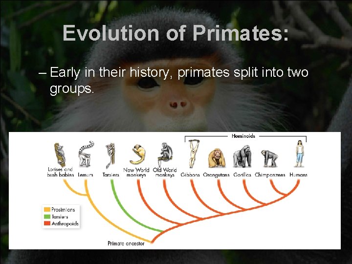 Evolution of Primates: – Early in their history, primates split into two groups. 
