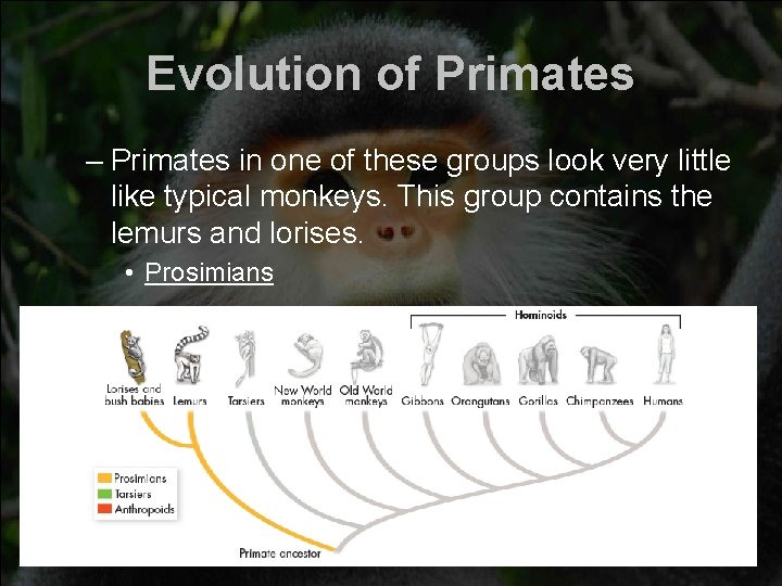 Evolution of Primates – Primates in one of these groups look very little like