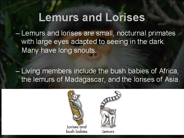 Lemurs and Lorises – Lemurs and lorises are small, nocturnal primates with large eyes
