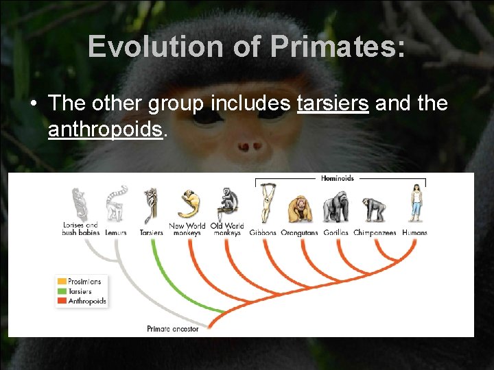 Evolution of Primates: • The other group includes tarsiers and the anthropoids. 