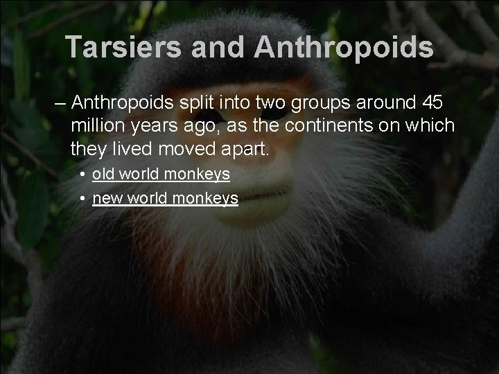 Tarsiers and Anthropoids – Anthropoids split into two groups around 45 million years ago,