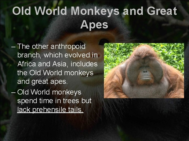 Old World Monkeys and Great Apes – The other anthropoid branch, which evolved in