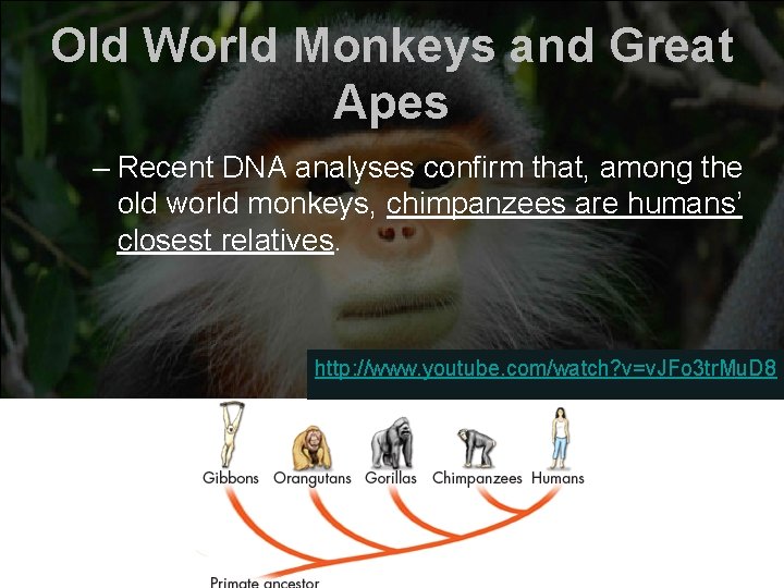 Old World Monkeys and Great Apes – Recent DNA analyses confirm that, among the