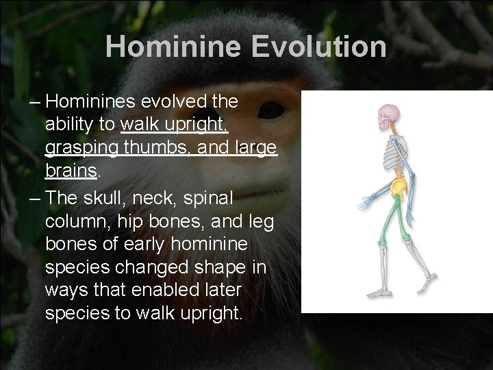 Hominine Evolution – Hominines evolved the ability to walk upright, grasping thumbs, and large