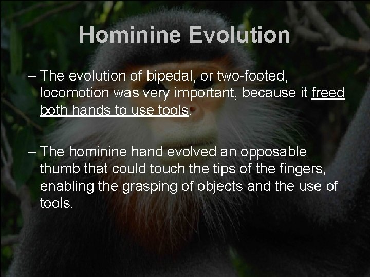 Hominine Evolution – The evolution of bipedal, or two-footed, locomotion was very important, because