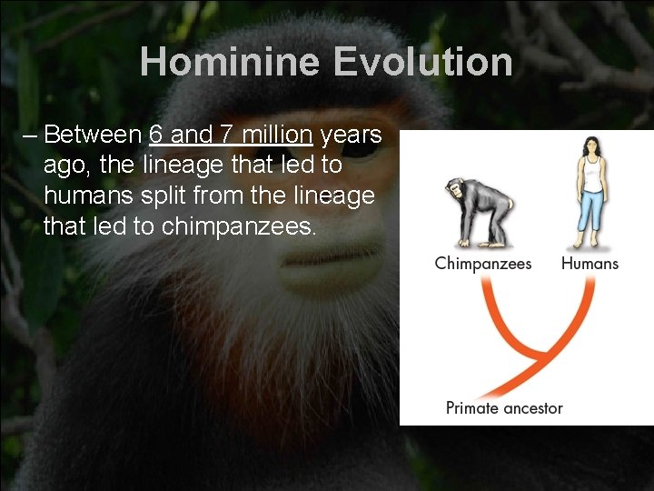 Hominine Evolution – Between 6 and 7 million years ago, the lineage that led