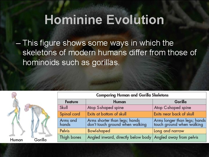 Hominine Evolution – This figure shows some ways in which the skeletons of modern