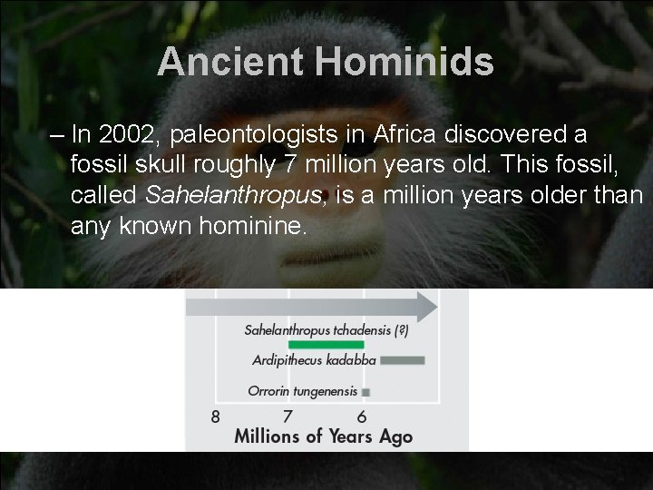 Ancient Hominids – In 2002, paleontologists in Africa discovered a fossil skull roughly 7