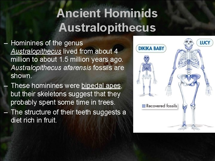 Ancient Hominids Australopithecus – Hominines of the genus Australopithecus lived from about 4 million