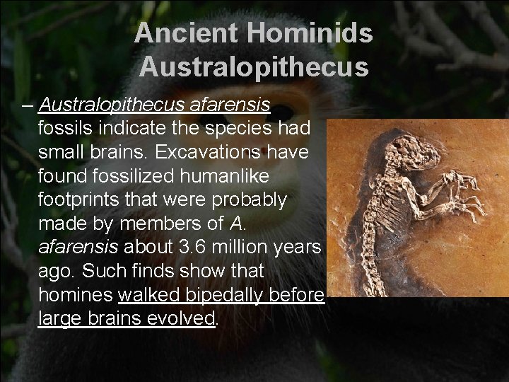 Ancient Hominids Australopithecus – Australopithecus afarensis fossils indicate the species had small brains. Excavations