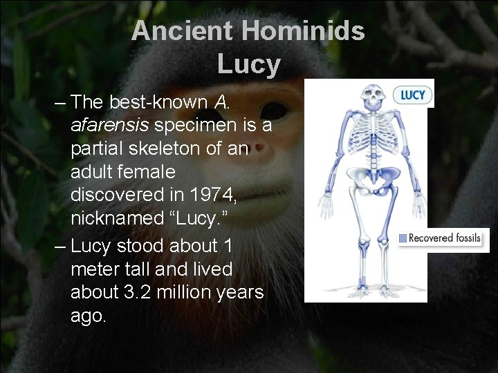 Ancient Hominids Lucy – The best-known A. afarensis specimen is a partial skeleton of