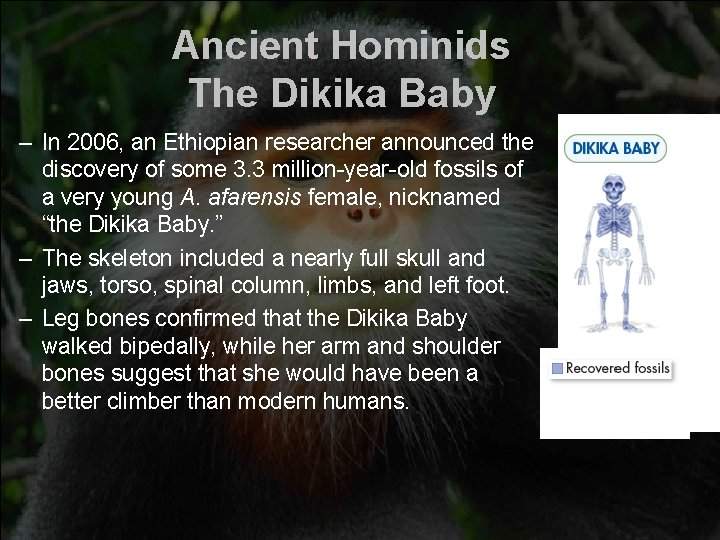 Ancient Hominids The Dikika Baby – In 2006, an Ethiopian researcher announced the discovery