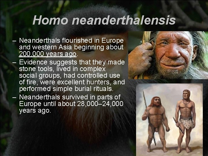 Homo neanderthalensis – Neanderthals flourished in Europe and western Asia beginning about 200, 000