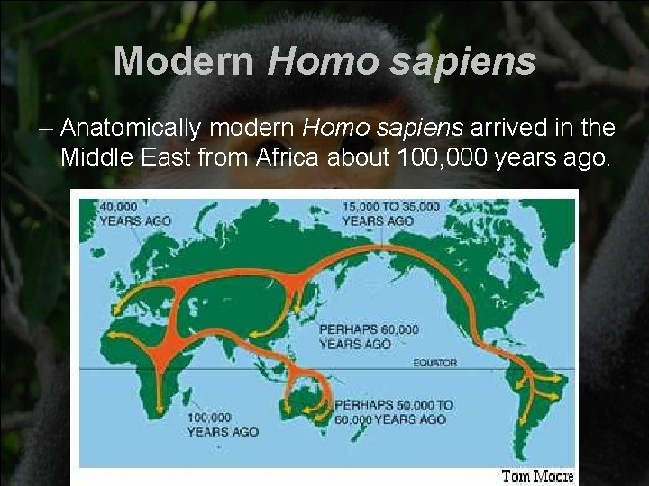 Modern Homo sapiens – Anatomically modern Homo sapiens arrived in the Middle East from