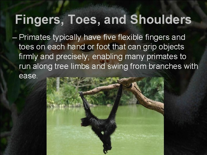 Fingers, Toes, and Shoulders – Primates typically have five flexible fingers and toes on