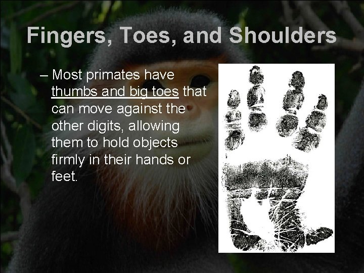 Fingers, Toes, and Shoulders – Most primates have thumbs and big toes that can