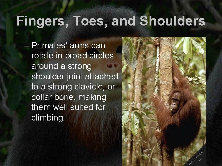Fingers, Toes, and Shoulders – Primates’ arms can rotate in broad circles around a
