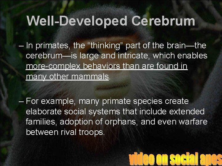 Well-Developed Cerebrum – In primates, the “thinking” part of the brain—the cerebrum—is large and