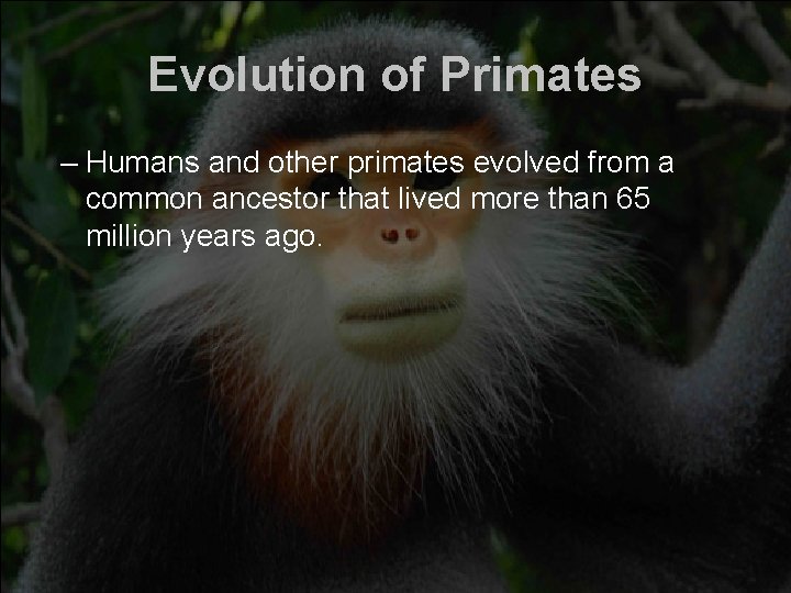 Evolution of Primates – Humans and other primates evolved from a common ancestor that