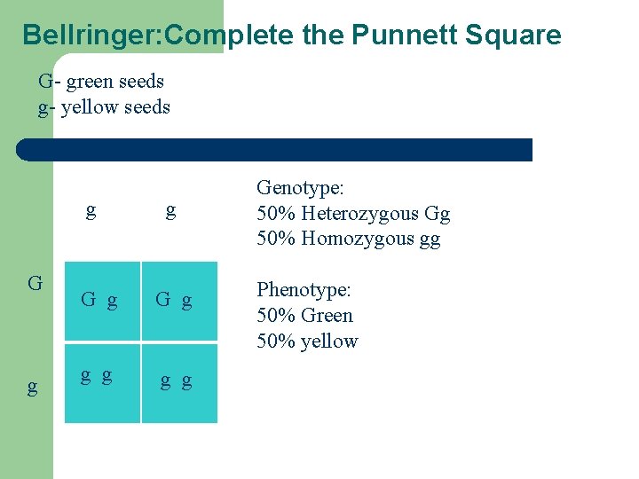 Bellringer: Complete the Punnett Square G- green seeds g- yellow seeds g G g