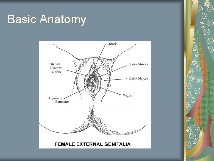 Basic Anatomy 