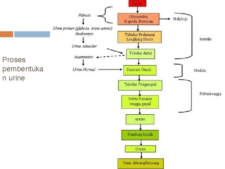 Proses pembentuka n urine 