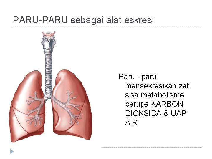 PARU-PARU sebagai alat eskresi Paru –paru mensekresikan zat sisa metabolisme berupa KARBON DIOKSIDA &