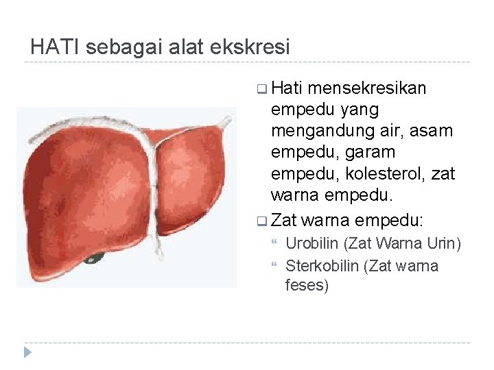 HATI sebagai alat ekskresi q Hati mensekresikan empedu yang mengandung air, asam empedu, garam