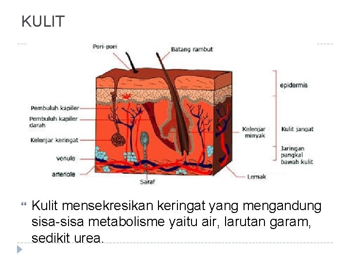 KULIT Kulit mensekresikan keringat yang mengandung sisa-sisa metabolisme yaitu air, larutan garam, sedikit urea.