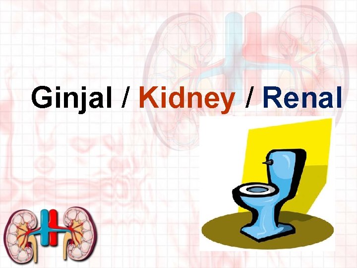 Ginjal / Kidney / Renal 