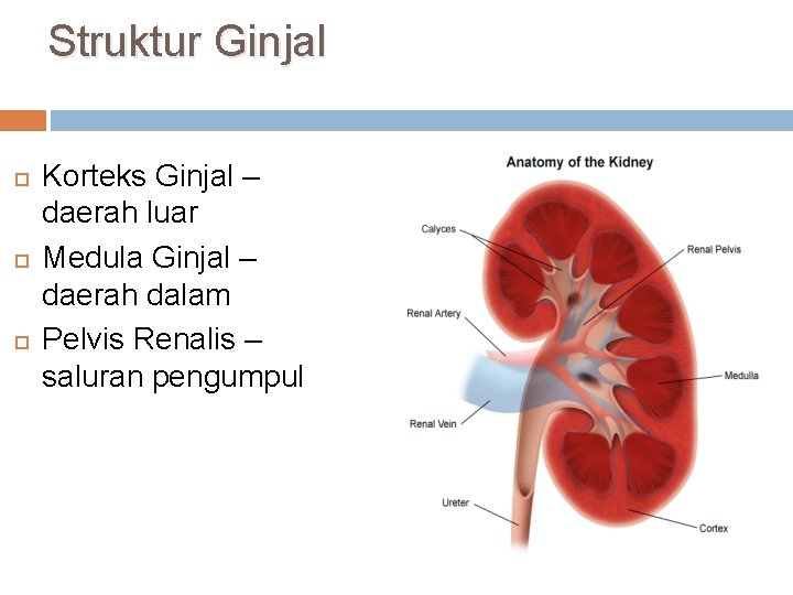 Struktur Ginjal Korteks Ginjal – daerah luar Medula Ginjal – daerah dalam Pelvis Renalis