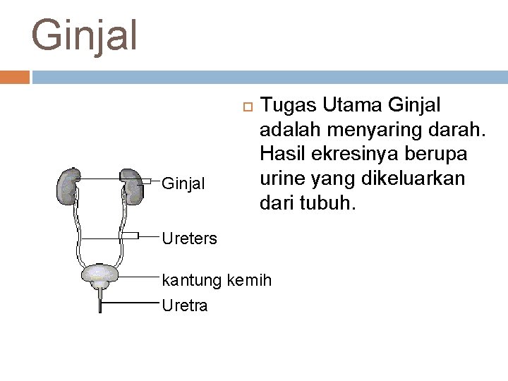 Ginjal Tugas Utama Ginjal adalah menyaring darah. Hasil ekresinya berupa urine yang dikeluarkan dari