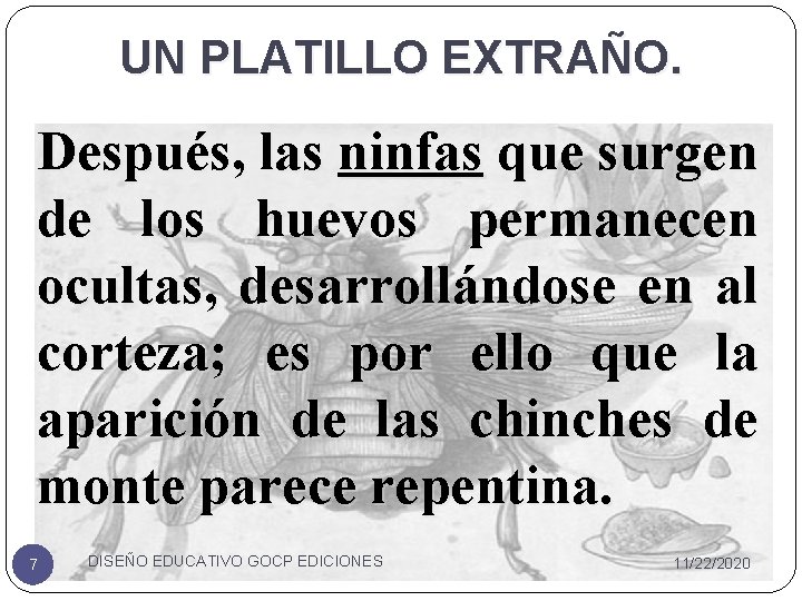 UN PLATILLO EXTRAÑO. Después, las ninfas que surgen de los huevos permanecen ocultas, desarrollándose