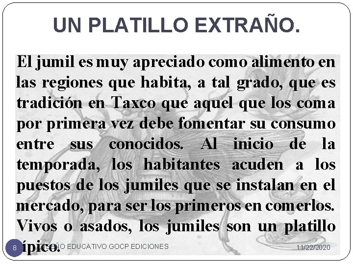 UN PLATILLO EXTRAÑO. El jumil es muy apreciado como alimento en las regiones que