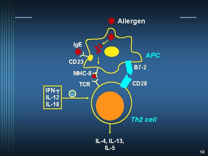 Allergen Ig. E APC CD 23 B 7 -2 MHC-II IFN-g IL-12 IL-18 CD