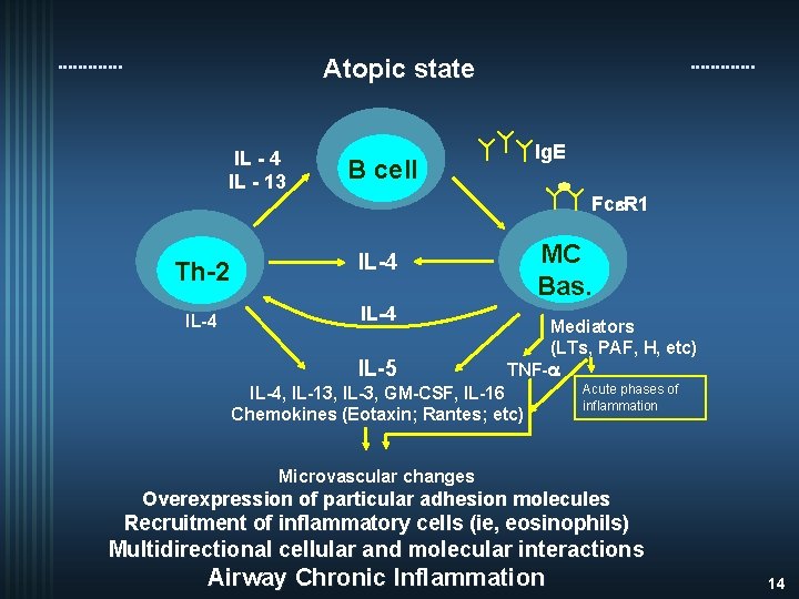 Atopic state IL - 4 IL - 13 Ig. E B cell Fce. R