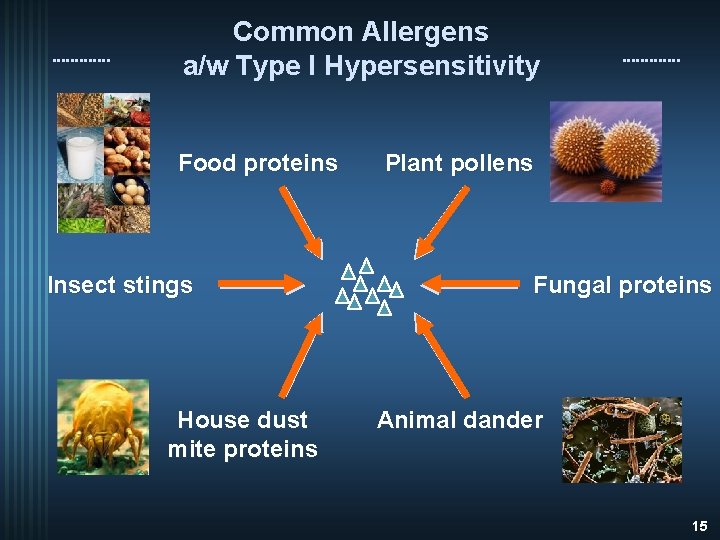Common Allergens a/w Type I Hypersensitivity Food proteins Insect stings House dust mite proteins