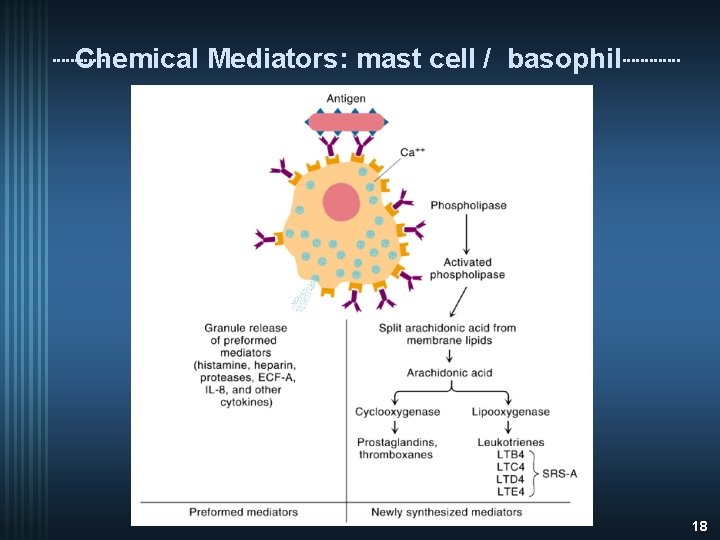 Chemical Mediators: mast cell / basophil 18 