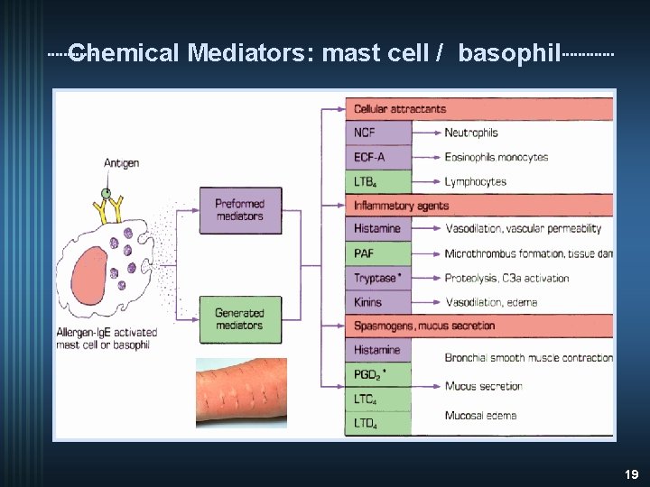 Chemical Mediators: mast cell / basophil 19 