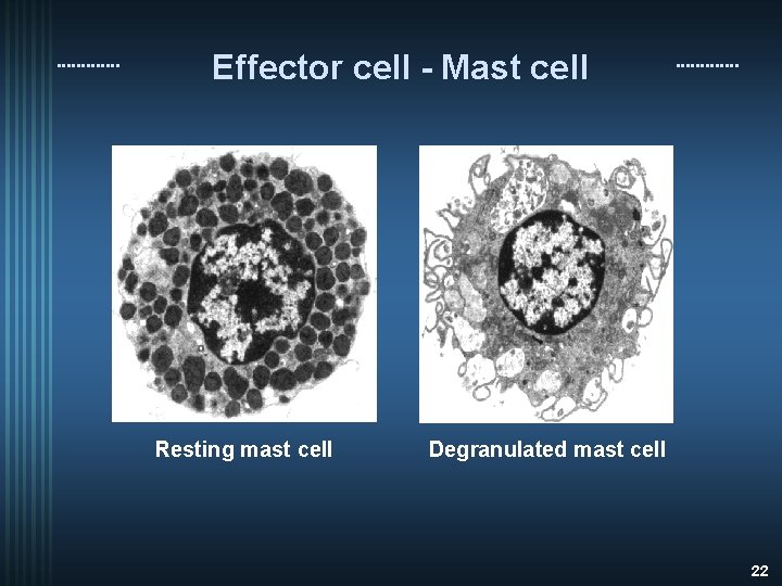 Effector cell - Mast cell Resting mast cell Degranulated mast cell 22 