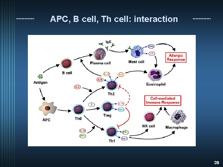 APC, B cell, Th cell: interaction 39 