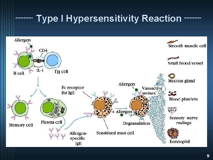 Type I Hypersensitivity Reaction 9 