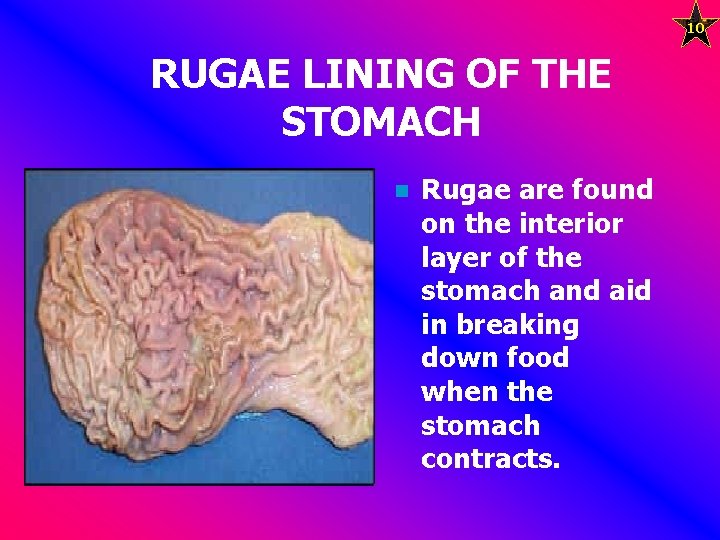 10 RUGAE LINING OF THE STOMACH n Rugae are found on the interior layer